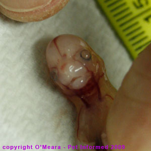 Week 4 Embryo