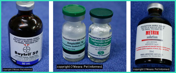 metronidazole iv drip rate