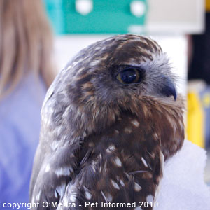 Female boobook owls are larger than males.