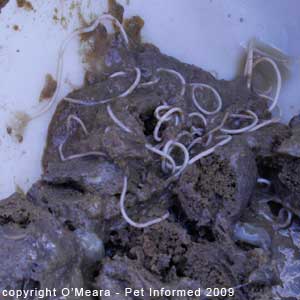 roundworms in human poop