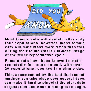 what is gestation period for a cat