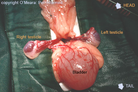 testicle removal pictures