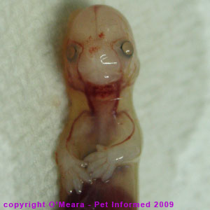 Cat Fetus Development