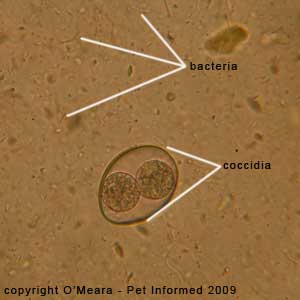 parasite in stool sample
