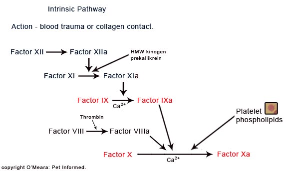 The intrinsic pathway of the blood clotting cascade, which becomes disrupted by rodenticide poisoning. 