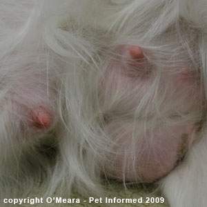 The pregnant dog has massive mammary glands.