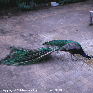 Sexing birds images - a male peacock.