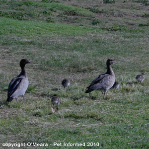 Sexing birds pictures - the male maned duck is larger with a longer mane.