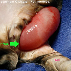 what are the symptoms of coccidia in puppies