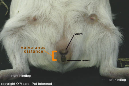 Are male guinea pigs better 2024 than females