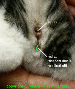 Cats Vulva