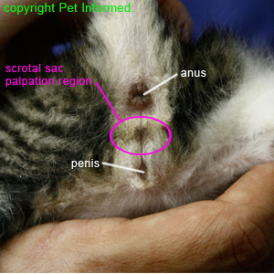 Sexing Kittens - tips and hints to 