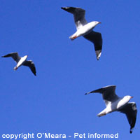 Sexing birds - Male silver gulls have stouter bills.