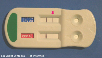 This is an image of one of the available in-house parvovirus tests used by veterinarians. This test also tests for coronavirus as well. This is a positive parvo test - see the second line on the parvo test-strip (marked with a pink arrow).