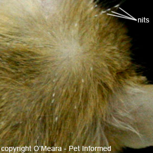 can dogs or cats get human lice