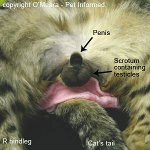 how to desex a male cat at home