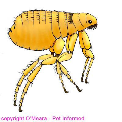 flea larvae actual size