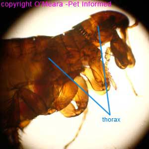 do fleas eat dog poop