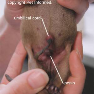 does each puppy have an umbilical cord