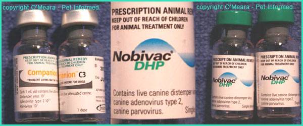 Parvovirus medication best sale